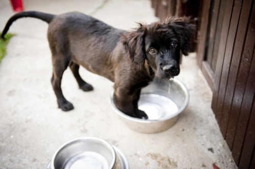 Brown puppy with guilty facial expression, standing in his food dish